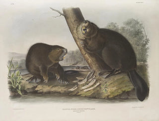 John Woodhouse Audubon - Castor fiber Americanus American Beaver.webp