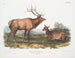 Élan canadien han og hun - John Woodhouse Audubon — visning af kunstværket