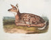 Cerf af Virginie, unge, naturlig størrelse - John Woodhouse Audubon — visning af kunstværket