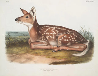 John Woodhouse Audubon - Cervus Virginianus Common American Deer Fawn Natural size.webp