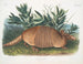 Tatou i ni nye bånd han størrelse natur - John Woodhouse Audubon — visning af kunstværket