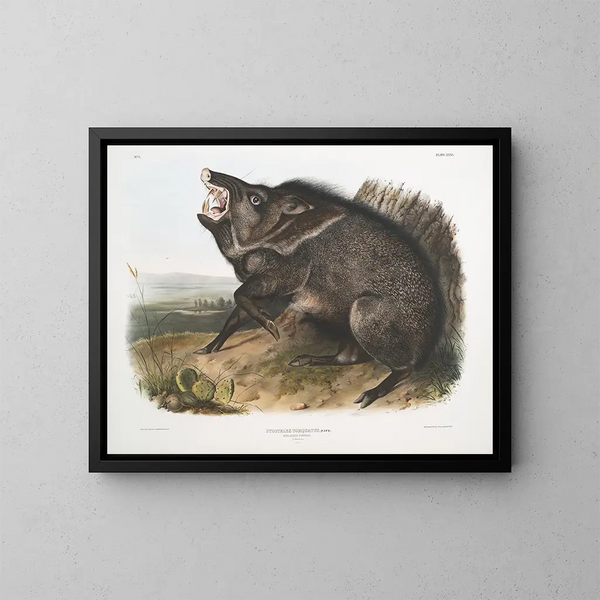 Peccary à collier mâle - John Woodhouse Audubon — indrammet kunstværk på væggen