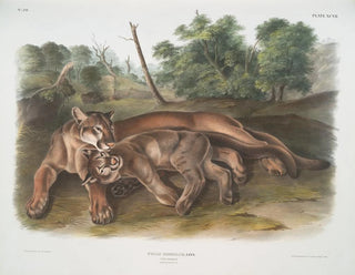 John Woodhouse Audubon - Felis concolor The Cougar Female  young.webp