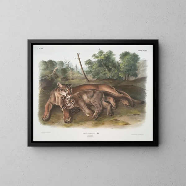 Felin concolor, den unge hunpuma - John Woodhouse Audubon — indrammet kunstværk på væggen