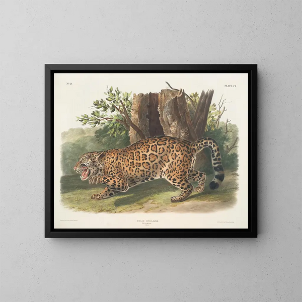 Jaguar hun - John Woodhouse Audubon — indrammet kunstværk på væggen