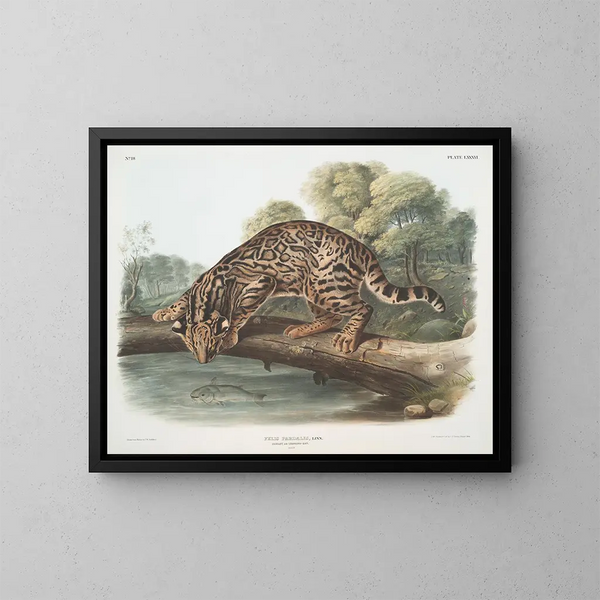 Ocelot eller leopardkat hankøn - John Woodhouse Audubon — indrammet kunstværk på væggen