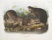 Rat musqué naturlig størrelse gammel og ung - John Woodhouse Audubon — visning af kunstværket