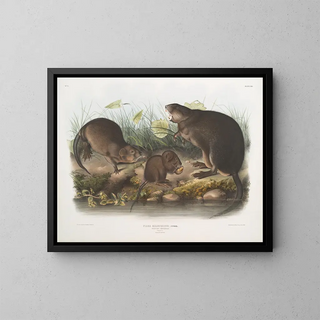 John Woodhouse Audubon - Fiber Zibethicus MuskRat Musquash Natural size Old and young.webp