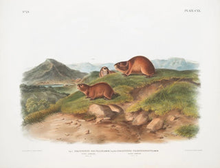 John Woodhouse Audubon - Fig 1 Georychus helvolus Tawny Lemming Natural size  Fig 2 Georychus trimucronatus Backs Lemming Natural size.webp