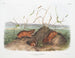 Rat de Douglas de Columbia à størrelse naturlig - John Woodhouse Audubon — visning af kunstværket