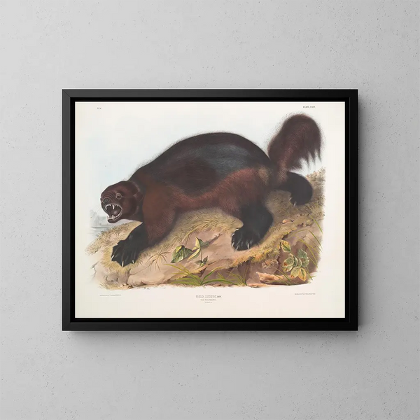 Gulo luscus, le glouton - John Woodhouse Audubon — indrammet kunstværk på væggen