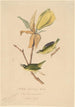 Kentucky Guldvingede Paruline - John Woodhouse Audubon — visning af kunstværket
