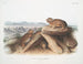 Lagomys princeps Petit lièvre chef Taille naturelle - John Woodhouse Audubon — visning af kunstværket