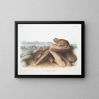 John Woodhouse Audubon - Lagomys princeps Little Chief Hare Natural size.webp