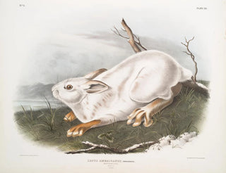Lièvre d'Amérique, naturlig størrelse, vinter - John Woodhouse Audubon — visning af kunstværket