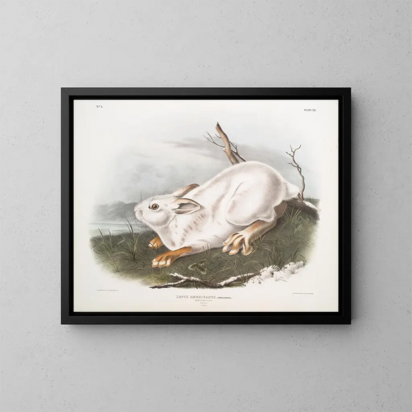 Lièvre d'Amérique, naturlig størrelse, vinter - John Woodhouse Audubon — indrammet kunstværk på væggen
