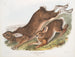 Lièvre d'Amérique - John Woodhouse Audubon — visning af kunstværket