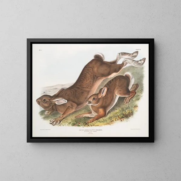 Lièvre d'Amérique - John Woodhouse Audubon — indrammet kunstværk på væggen