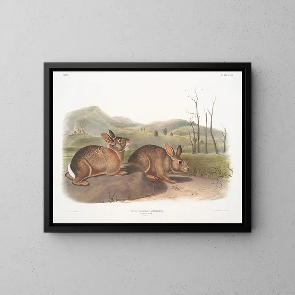 Bachmans Hare i naturlig størrelse - John Woodhouse Audubon — indrammet kunstværk på væggen