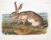 Lièvre texan mâle à taille naturelle - John Woodhouse Audubon — visning af kunstværket