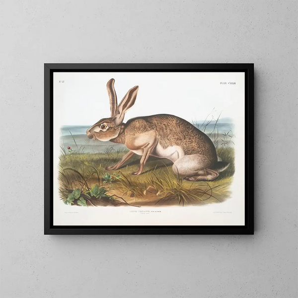 Lièvre texan mâle à taille naturelle - John Woodhouse Audubon — indrammet kunstværk på væggen