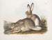 Townsend-haren, Rocky Mountains-haren, naturlig størrelse, han og hun - John Woodhouse Audubon — visning af kunstværket