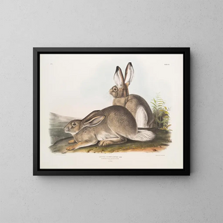 John Woodhouse Audubon - Lepus Townsendii Townsends Rocky Mountain Hare Natural size Male  Female.webp