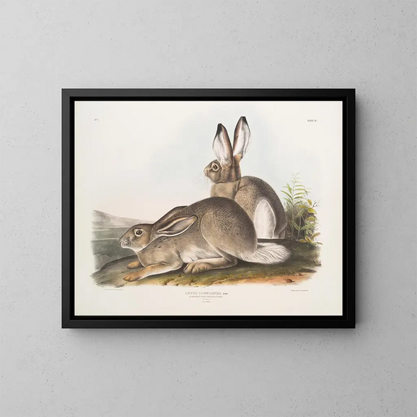 Townsend-haren, Rocky Mountains-haren, naturlig størrelse, han og hun - John Woodhouse Audubon — indrammet kunstværk på væggen