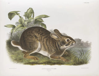 Lièvre aquatique størrelse naturtro han - John Woodhouse Audubon — visning af kunstværket