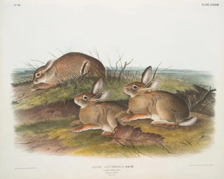 John Woodhouse Audubon - Lepus artemesia Warm Wood HAre Male  female Natural size.webp