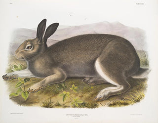 John Woodhouse Audubon - Lepus glacialis Polar Hare Natural size.webp