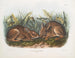 Lièvre des marais i naturlig størrelse - John Woodhouse Audubon — visning af kunstværket