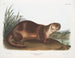 Loutre du Canada mâle - John Woodhouse Audubon — visning af kunstværket