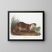 Loutre du Canada mâle - John Woodhouse Audubon — indrammet kunstværk på væggen