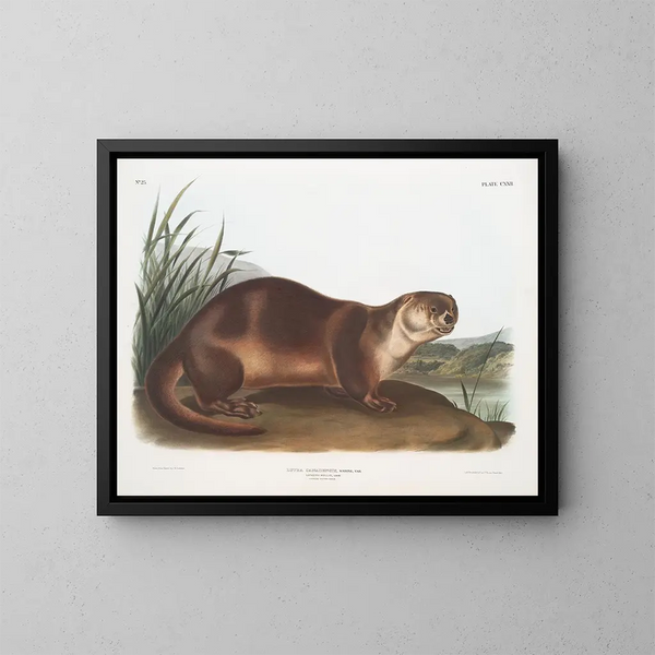 Loutre du Canada mâle - John Woodhouse Audubon — indrammet kunstværk på væggen