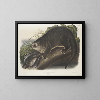 John Woodhouse Audubon - Lutra Canadensis Canada Otter Natural size Male.webp