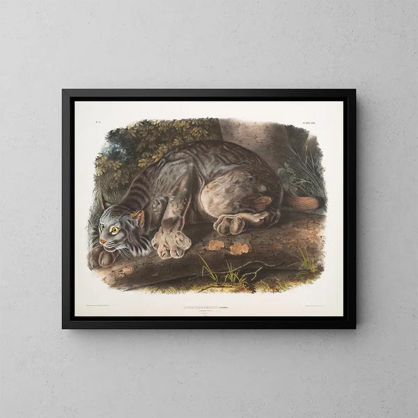 Lynx du Canada mâle - John Woodhouse Audubon — indrammet kunstværk på væggen