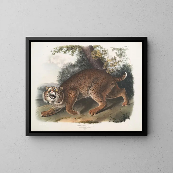 Lynx rødbrun - John Woodhouse Audubon — indrammet kunstværk på væggen