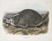 Meles labradorius, amerikansk bjørn, naturlig størrelse - John Woodhouse Audubon — visning af kunstværket