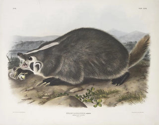 John Woodhouse Audubon - Meles Labradoria American Badger Natural size.webp