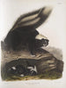 Mephitis Americana Mouffette américaine commune Størrelse naturlig Hun - John Woodhouse Audubon — visning af kunstværket