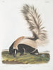 Mephitis macroura Mufette med stor hale, naturlig størrelse - John Woodhouse Audubon — visning af kunstværket