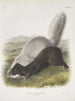 Mephitis mesoleuca Mouffette texane Størrelse naturtro - John Woodhouse Audubon — visning af kunstværket