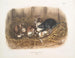 Ræv sort, naturlig størrelse, gammel og ung - John Woodhouse Audubon — visning af kunstværket