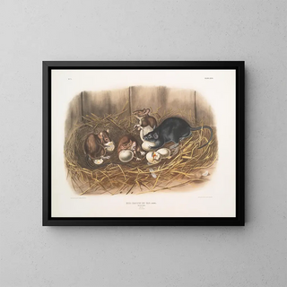John Woodhouse Audubon - Mus Rattus et var Black Rat Natural size Old  young.webp
