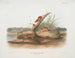 Mus orange Mus aureolus størrelse naturlig - John Woodhouse Audubon — visning af kunstværket