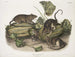 Ræv brun eller norsk ræv i naturlig størrelse han hun ung - John Woodhouse Audubon — visning af kunstværket