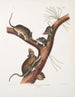 Neotoma Floridana Florida rotte Naturlig størrelse Han, hun og unge i forskellige aldre - John Woodhouse Audubon — visning af kunstværket