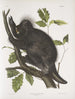 Porc-épic du Canada Hystrix dorsata - John Woodhouse Audubon — visning af kunstværket