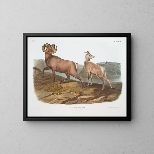 Mouton des montagnes rocheuses mâle og hun - John Woodhouse Audubon — indrammet kunstværk på væggen
